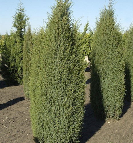 Ginepro colonna irlandese - a,