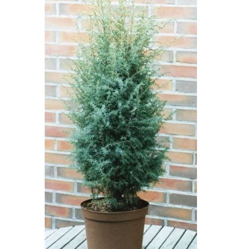 Heidechold excelsa - heidechold, 40-60