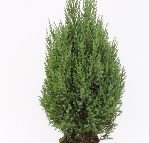 Ginepro muschio conico blu