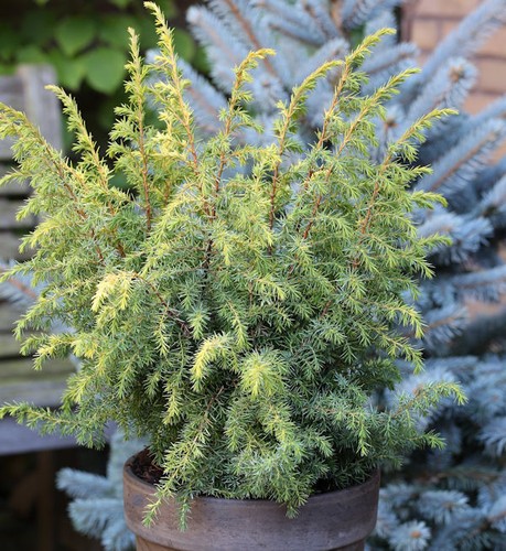Ginepro brughiera bucaneve